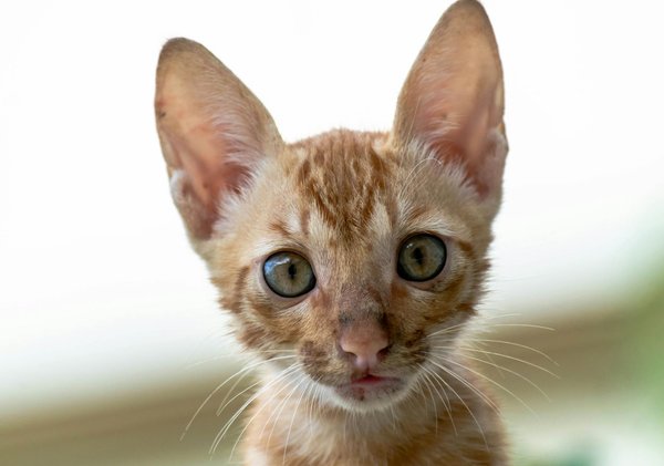 Quelles sont les implications de l'augmentation des animaux de compagnie sur les services vétérinaires ?