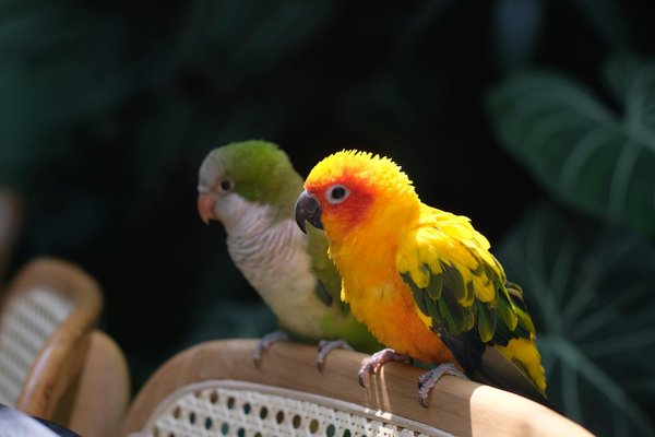 Les conséquences des attaques animales: un focus sur les victimes