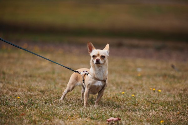Comment gérer le lien entre votre animal de compagnie et un autre animal nouvellement adopté ?