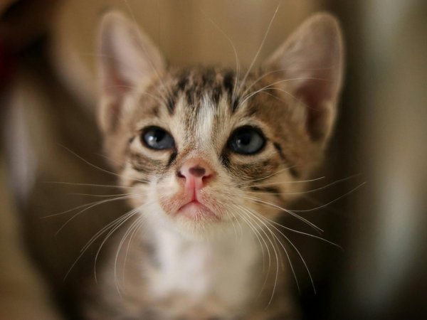 Adopter un chat : transformez votre vie en un clin d'œil !